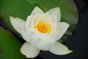Lotus Water Lily Pond