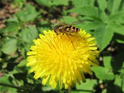 bee pollinates a dandelion