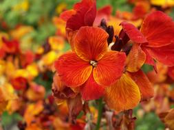 Flower Nasturtiums Summer Orange