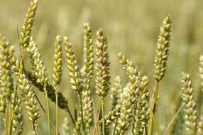 Wheat Field Agriculture