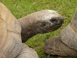 turtle head zoo