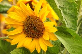 Sunflower Blossom Bloom