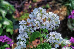 white wildflowers in the woods