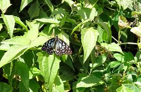 blue tiger butterfly on a green plant in India