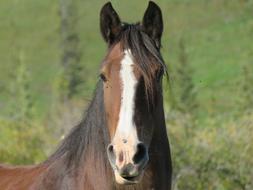 incredible Horse Animal