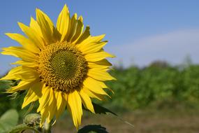 Sunflower Summer Sky Close