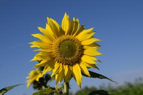 Sunflower Summer Sky Close