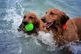 Dogs Beach Wet