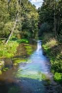 river in the woods overgrown with grass