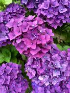 Purple Flowers Bouquets