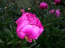 Peony Large Flower Pink