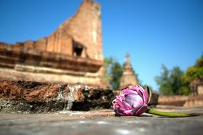 Lotus Flowers Nature