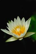 Lotus Flowers Nature