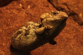 scaly lizard on a brown stone