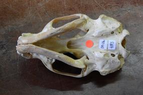 Skeleton Bone anatomy