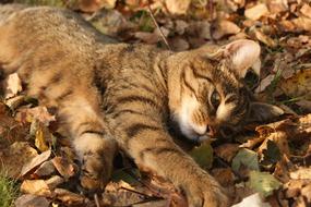 Beautiful, colorful and cute cat, laying in the colorful and beautiful foliage