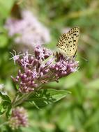 Melitaea Deione Butterfly Damer