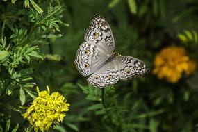 black and white butterfly on a flower in Thailand