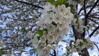 Flower Nature Beauty
