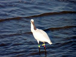 spoonbill with a flat beak by the pond