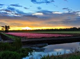 Landscape of flower meadow at sunset