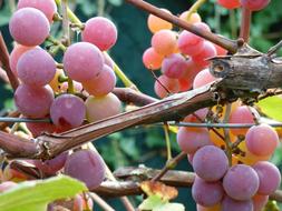 sweet grapes with large fruits
