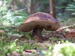 brown Mushroom Autumn