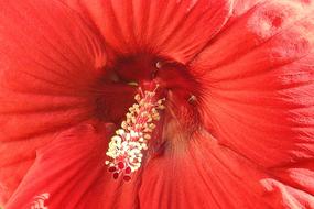 Hibiscus Flower Giant Red