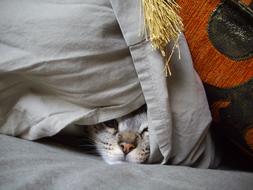 domestic kitten is hiding under the pillow
