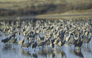 Sandhill Cranes Birds Wildlife