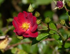 Rose Red Autumn
