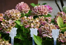Hydrangeas Garden Fence