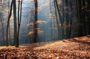 Autumn Forest