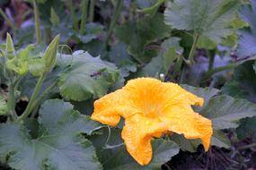 yellow pumpkin bud in the garden