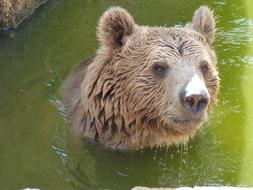 wet cute bear in water