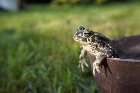 small Frog Toad