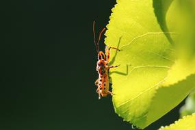 insect on a bright green leaf close-up on a blurred background