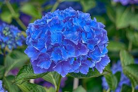 Hydrangea blue Flower Flora
