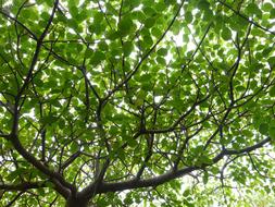 Canopy Leaves Tree