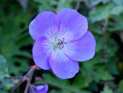 Flower Blue Green