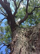 tree leaves forest is beautiful