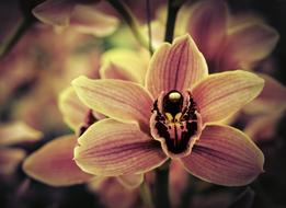 Orchid Flower Pink