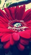 Flower Drip Red