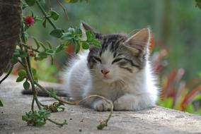 furry Kitten rests outdoor