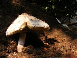 Fungi Mushroom
