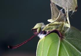 Close-up of the colorful butterfly