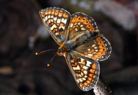 striped butterfly on a blurred background