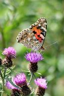 butterfly on the purple flower in summer