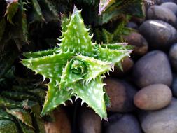 prickly cactus, green star