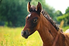 Horse Foal Thoroughbred Arabian